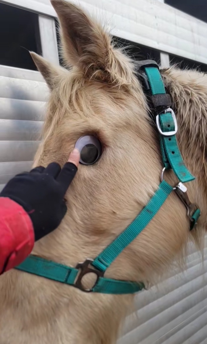 ม้าตาบอด