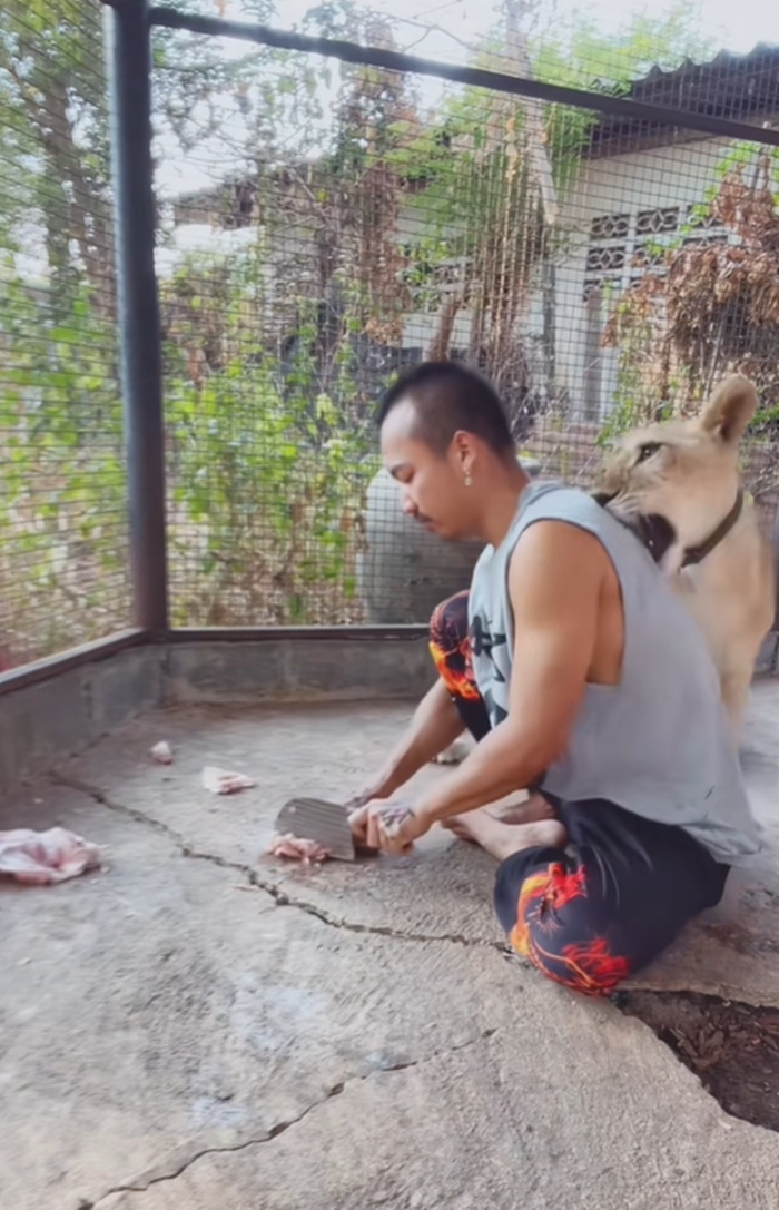 ให้อาหารสิงโต