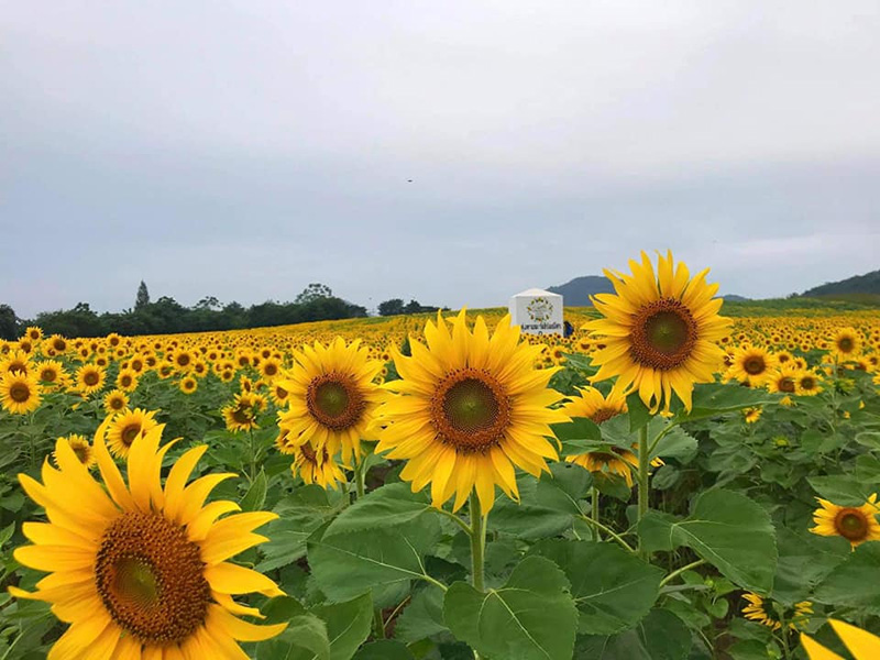 สวนดอกไม้เขาใหญ่