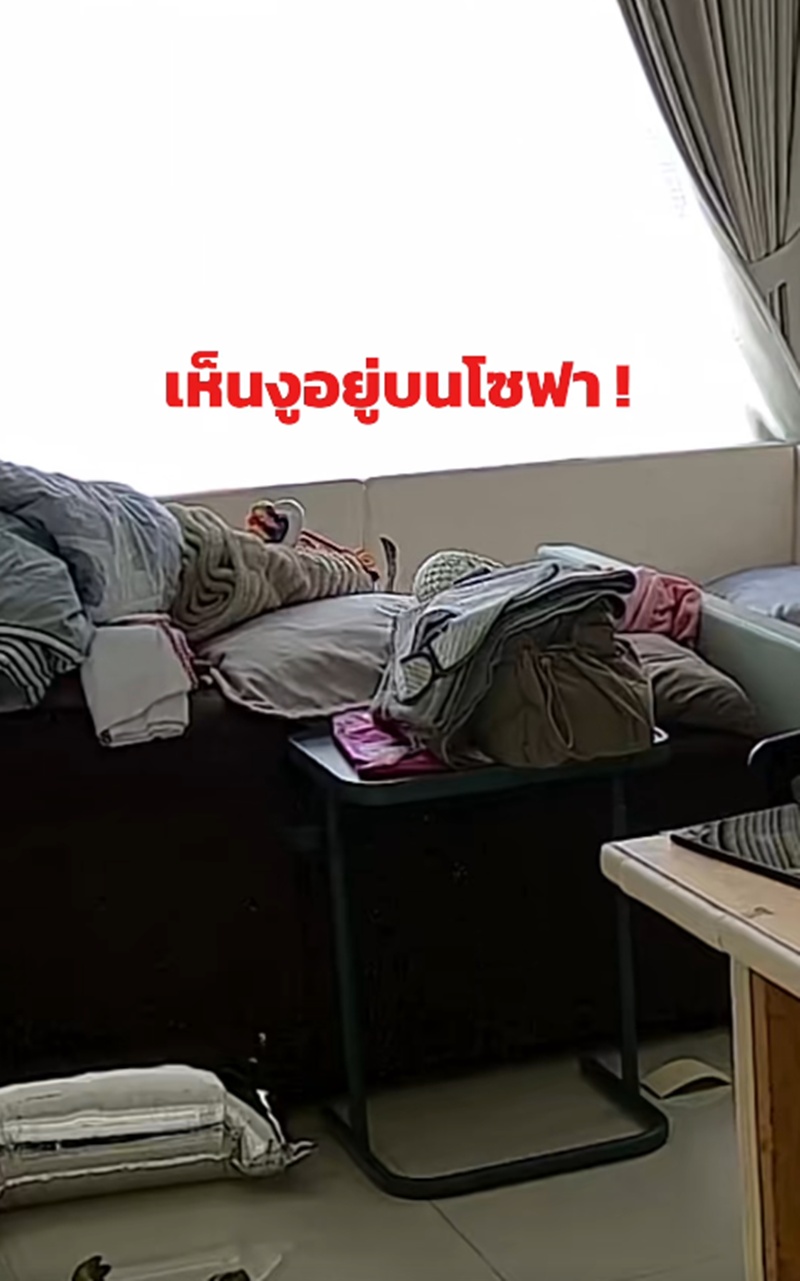 งูแผ่แม่เบี้ย