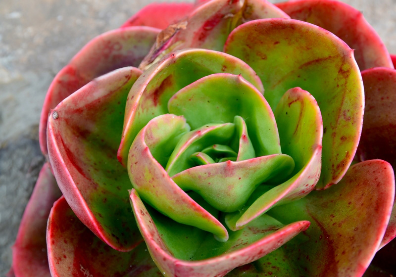 กุหลาบหิน Echeveria Blue Sky