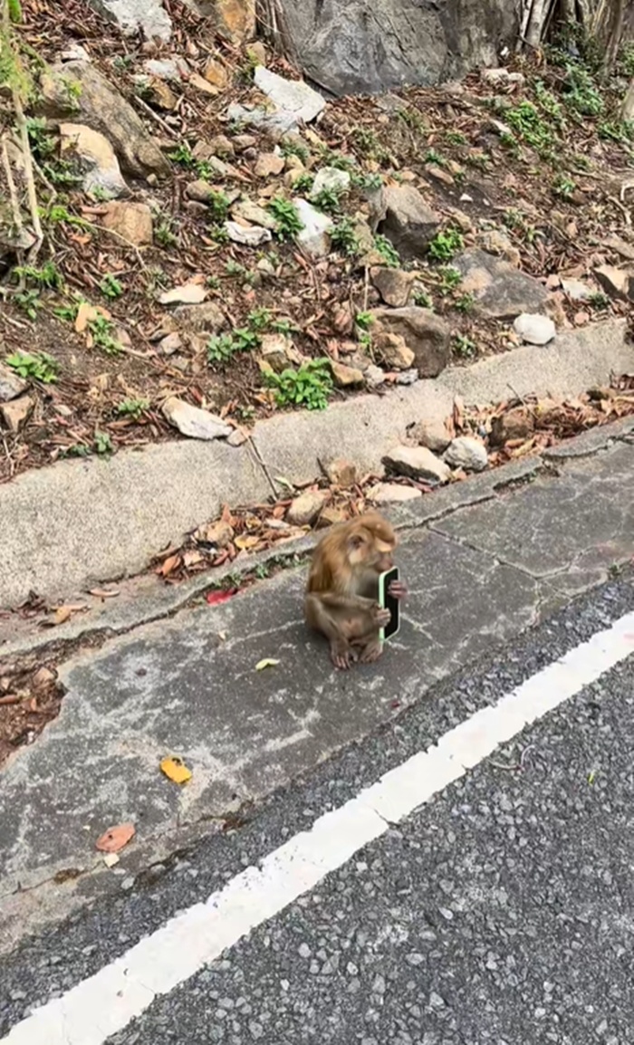 ลิงขโมย