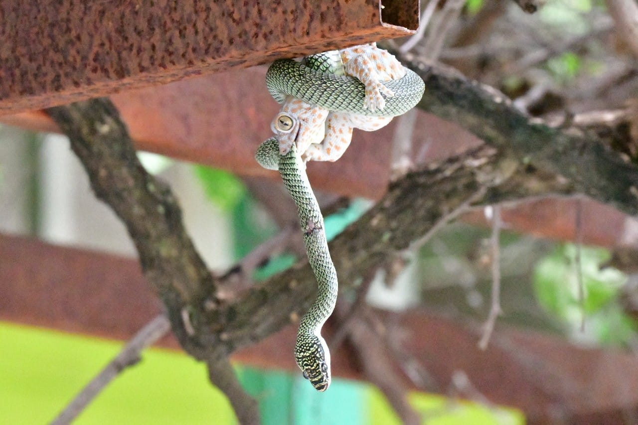 งูเขียว ตุ๊กแก