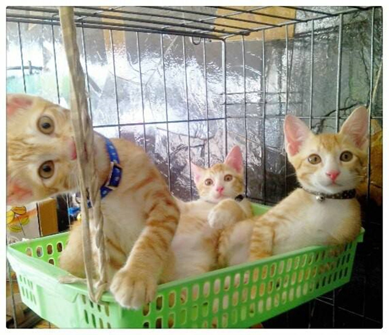 แมวจรจัด