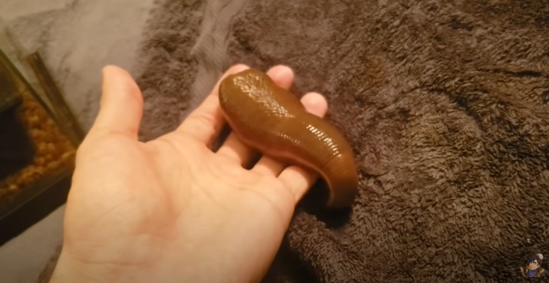 ปลิงยักษ์