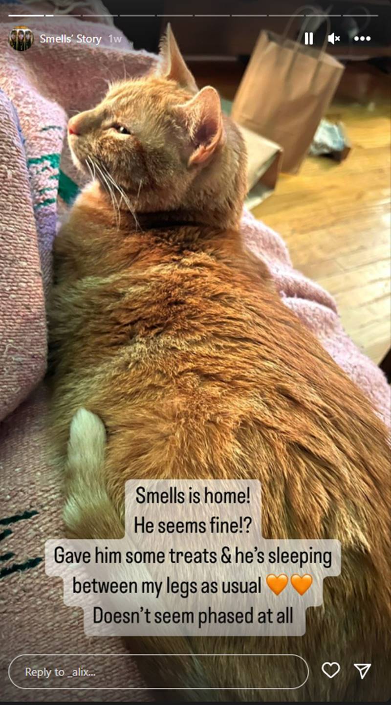 แมวในกระเป๋า