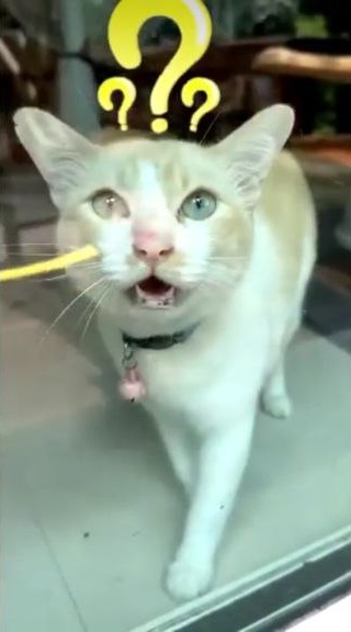  หมาของสรยุทธ