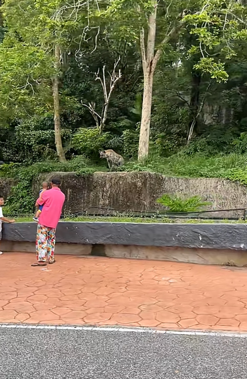 ไฮยีน่า