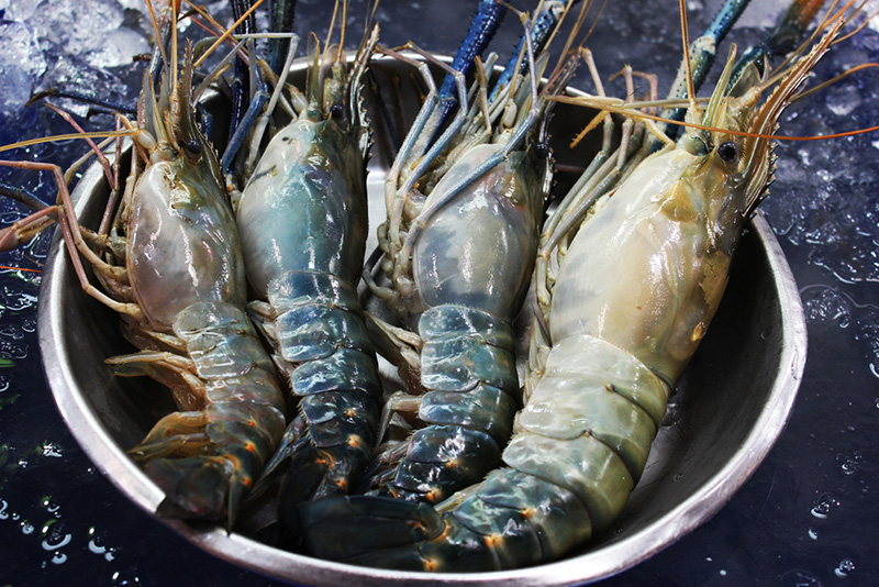 กุ้งมีกี่ชนิด