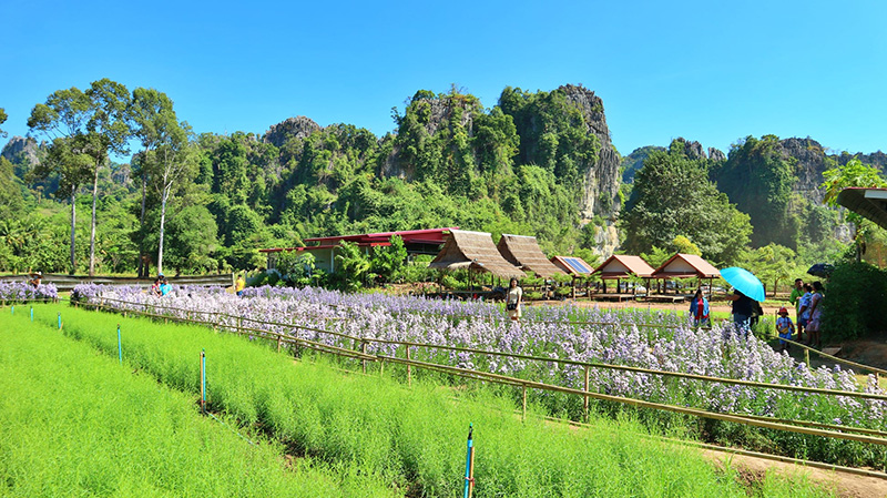 ทุ่งดอกไม้เนินมะปราง พิษณุโลก