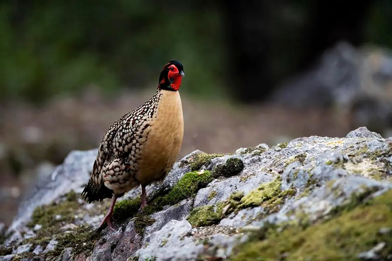 ไก่ฟ้าท้องเหลือง