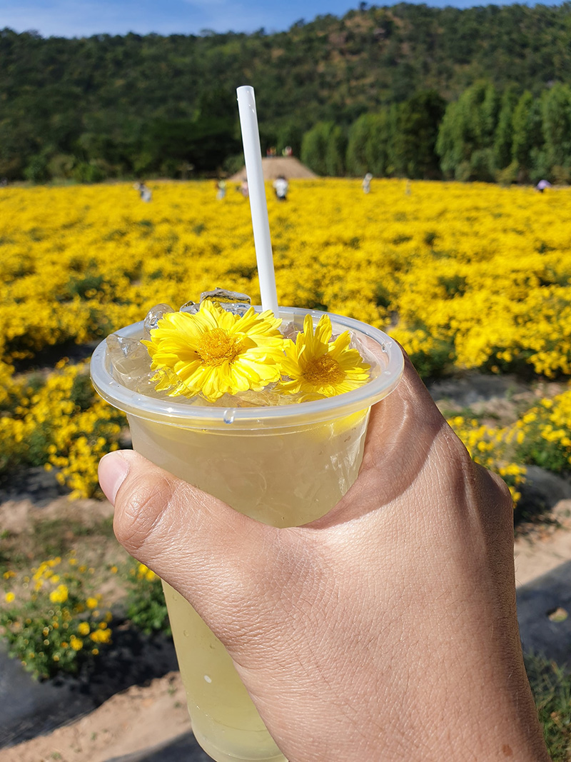 ทุ่งดอกเก๊กฮวย ปักธงชัย