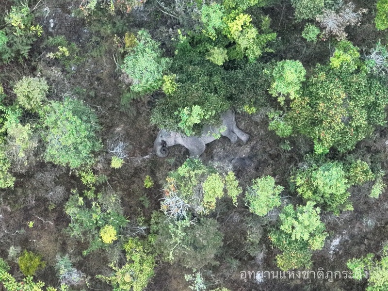 ช้างนอน