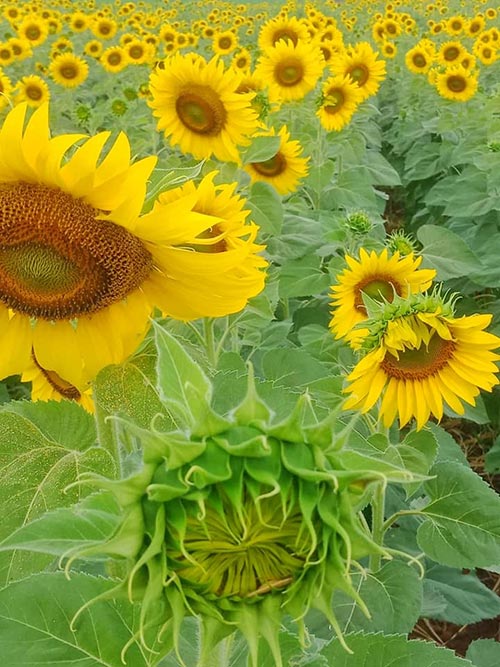 สถานที่ท่องเที่ยวไร่มณีศร ทุ่งทานตะวัน เขาใหญ่