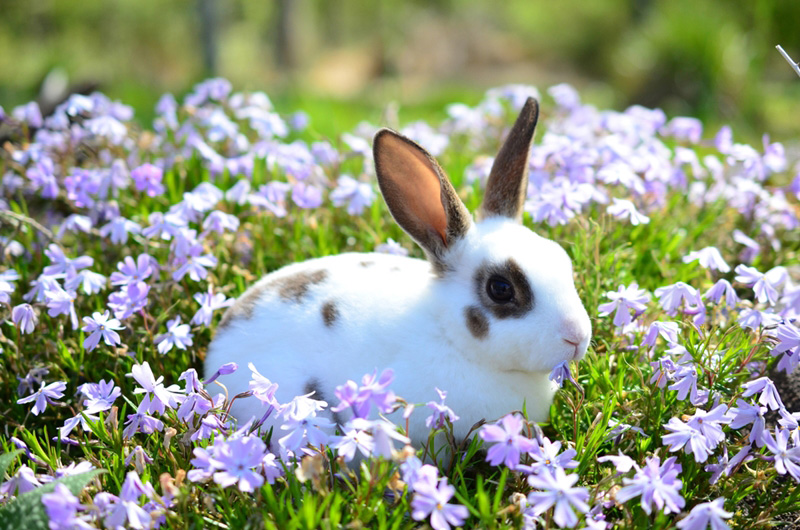 กระต่ายมินิเร็กซ์ (Mini Rex)