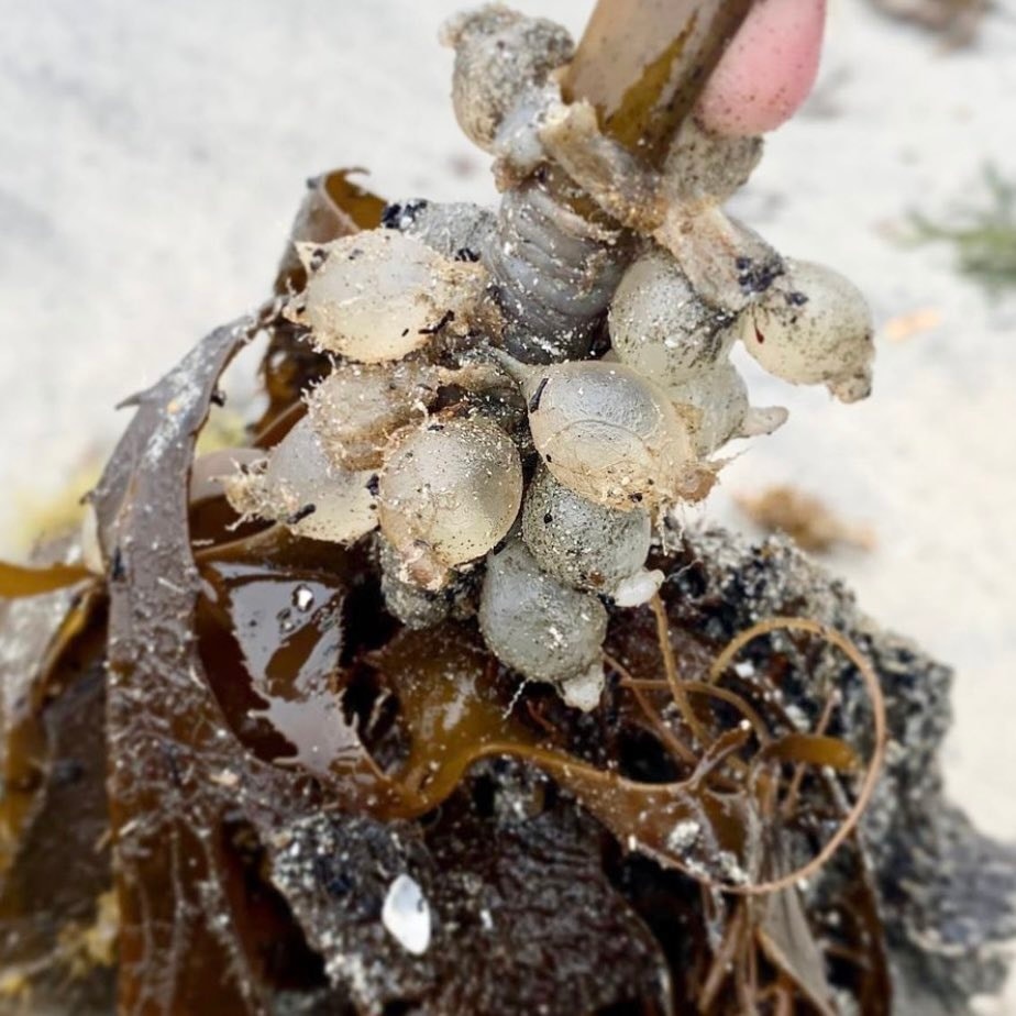 ไข่ปลาหมึก