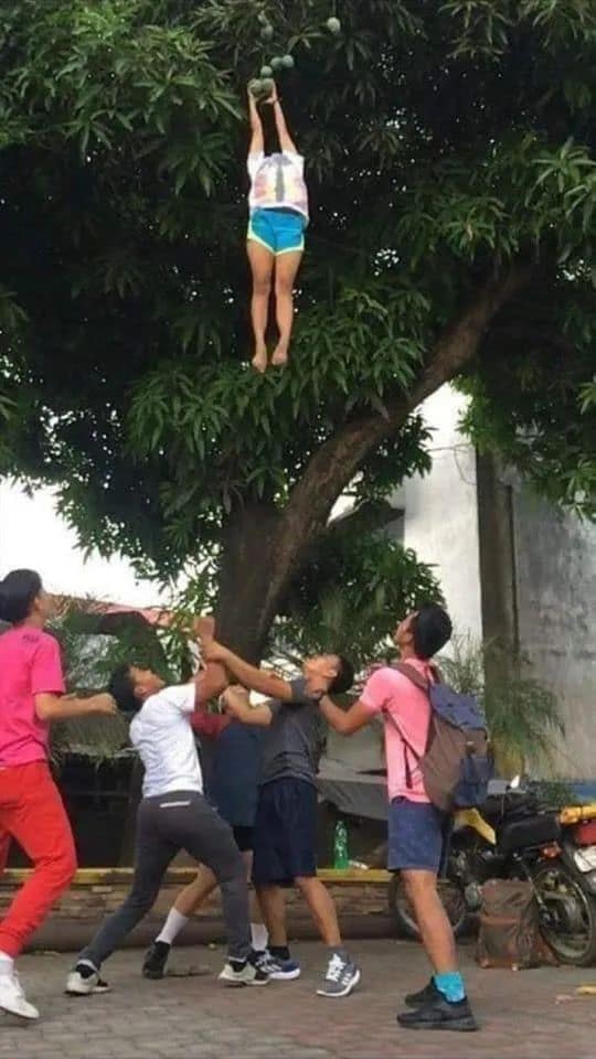 เก็บมะม่วง