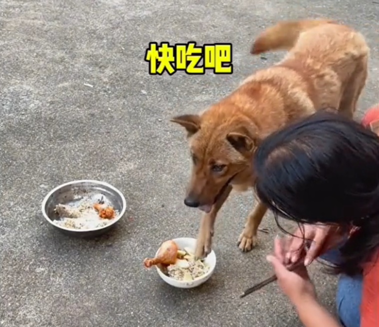 แย่งน่องไก่