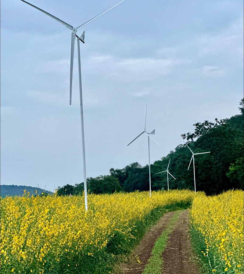 ทุ่งดอกปอเทืองไร่ธรรมชัย 2568 ตากฟ้า นครสวรรค์