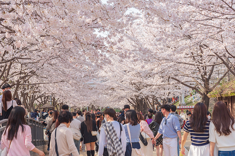 พยากรณ์ดอกพ็อดกด เกาหลี 2026