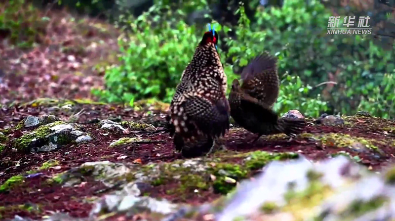 ไก่ฟ้าท้องเหลือง