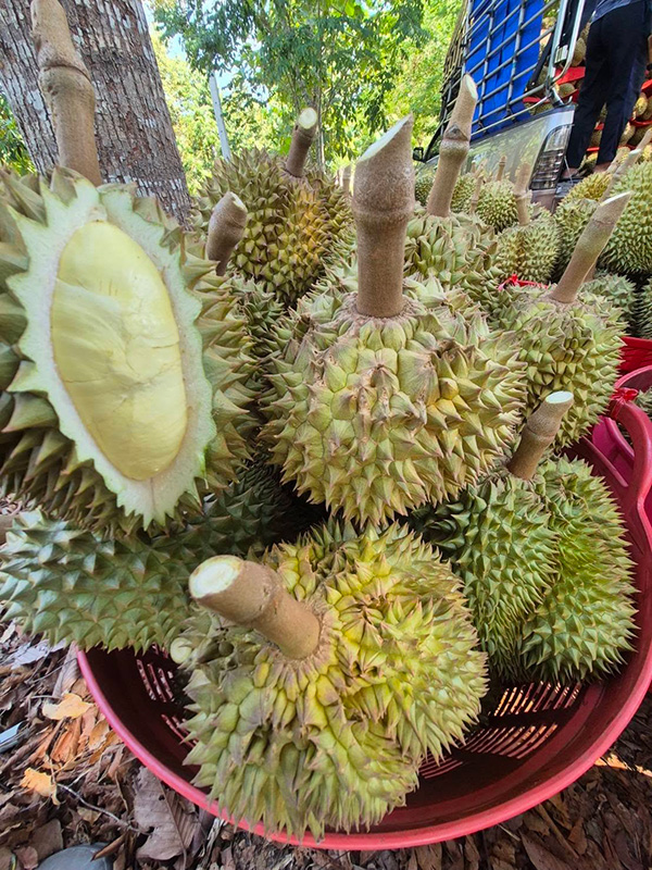สวนผลไม้ สวนงามสุขโฮมสเตย์ สวนผลไม้ระยอง 2569 