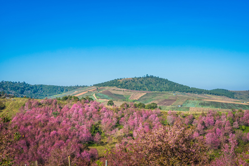 ด่านซ้าย จังหวัดเลย