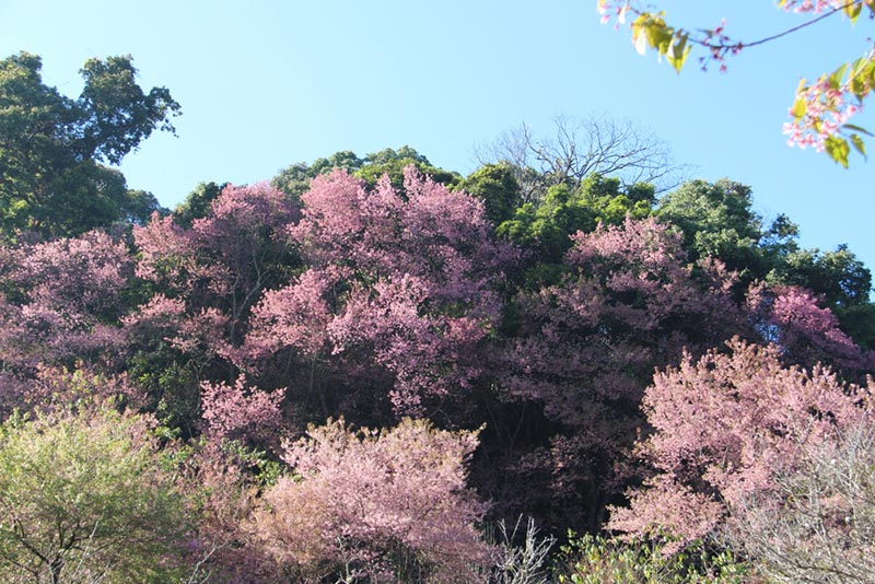 ดอกนางพญาเสือโคร่ง 2563