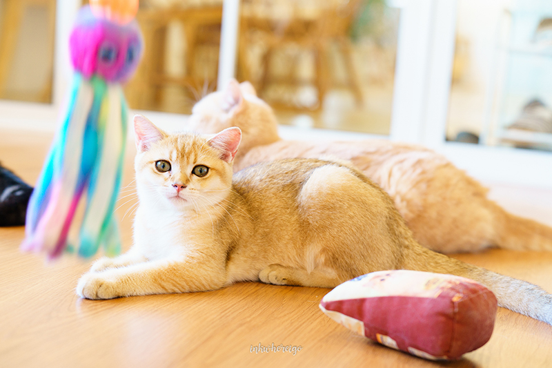Purr Cafe Nakhonpathom