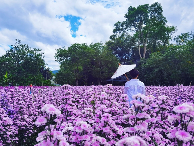 ไร่กลิ่นเกสร เชียงใหม่