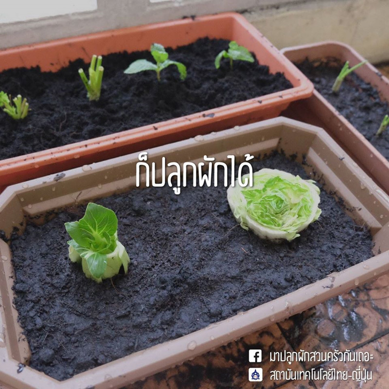 ปลูกผักสวนครัว