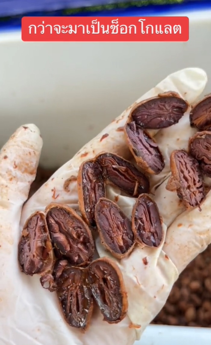 ช็อกโกแลต