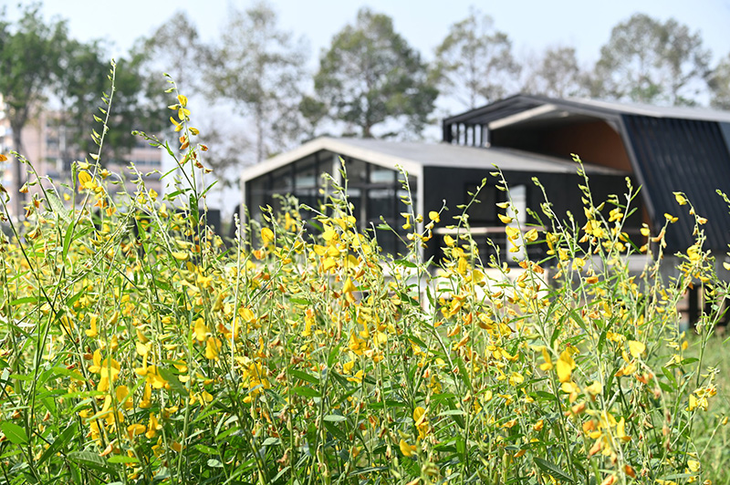 ทุ่งปอเทือง ม.เกษตรฯ กำแพงแสน