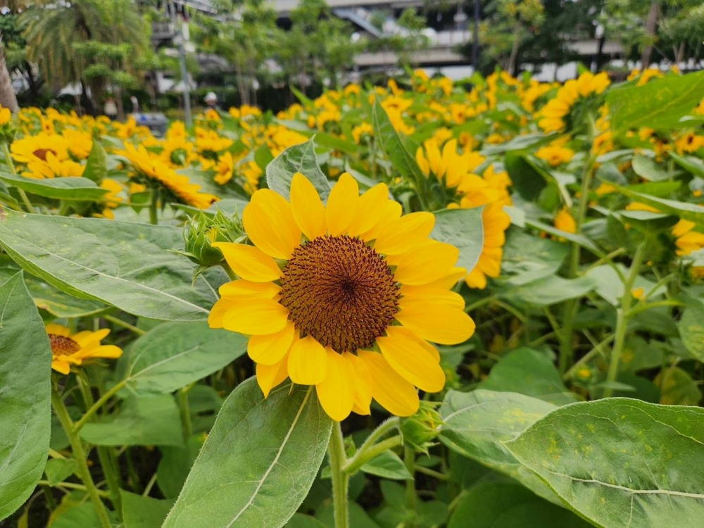 ทุ่งทานตะวัน สวนจตุจักร 2567 บานเยอะไหม