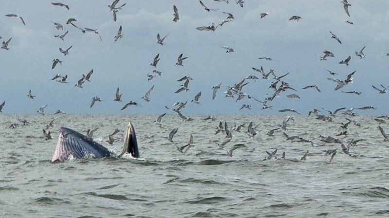 วาฬบรูด้า