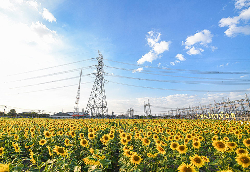 ทุ่งทานตะวัน กฟผ.ไทรน้อย