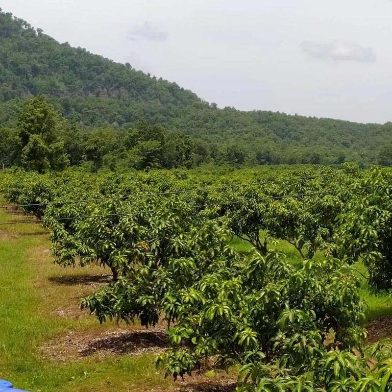 ตั๊ก ศิริพร