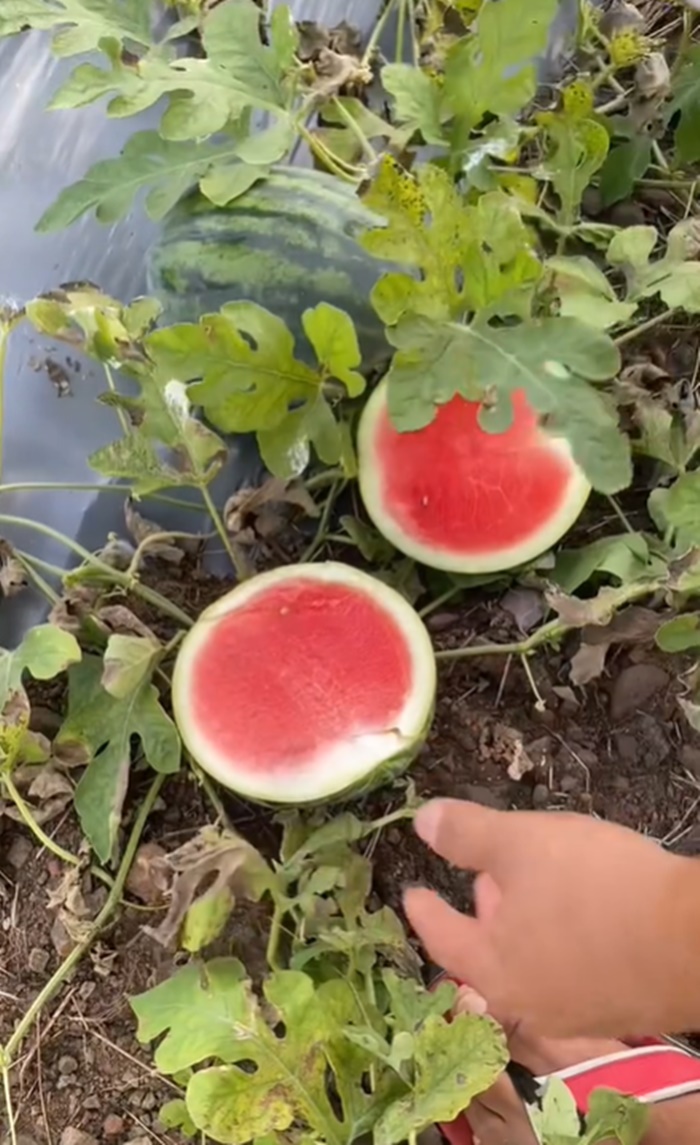 สวนแตงโม