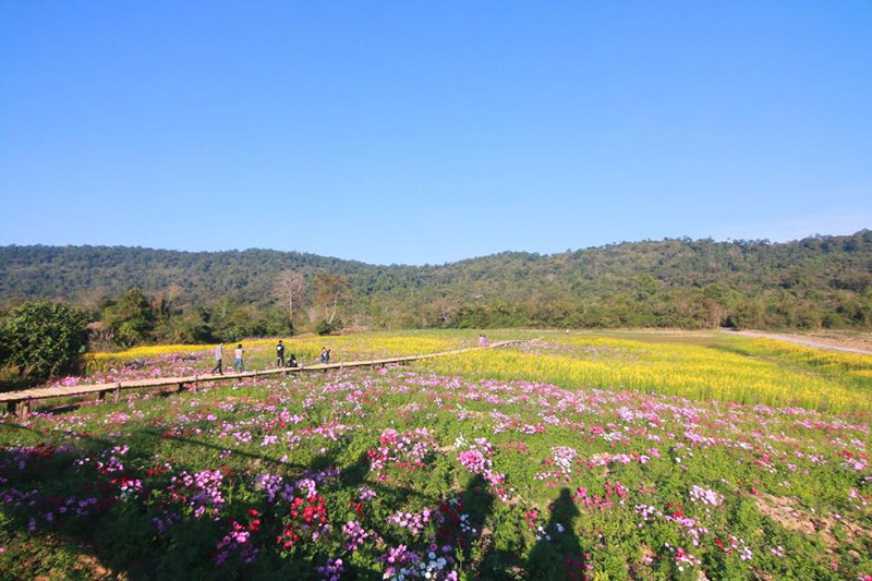 สวนดอกไม้เขาใหญ่