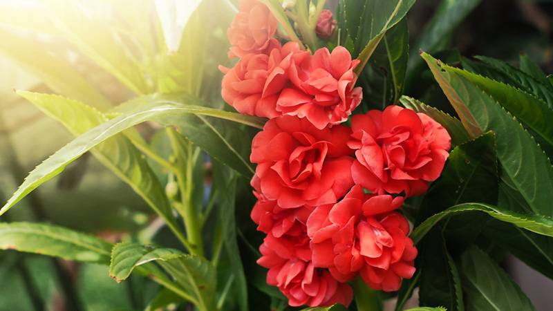 เทียนดอก