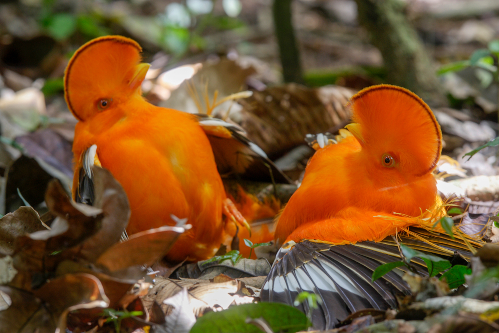 ค็อกออฟเดอะร็อก