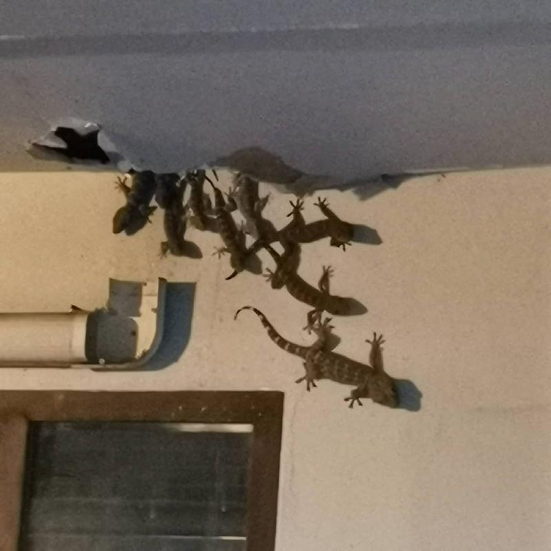 ป๋อง กพล