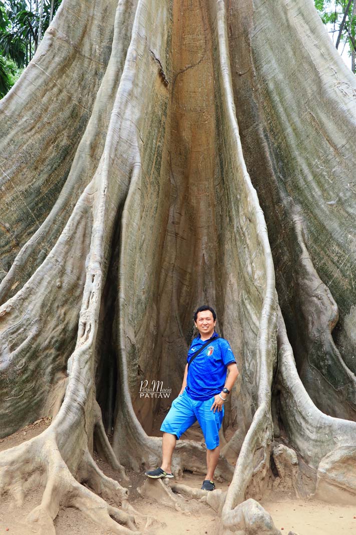 ต้นไม้ยักษ์ จังหวัดอุทัยธานี