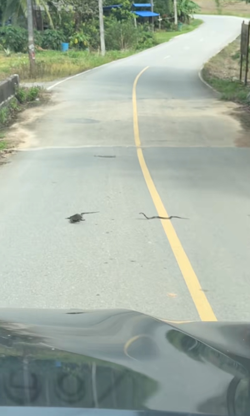 สัตว์สู้กัน