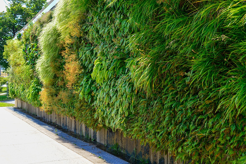 ไอเดียรั้วต้นไม้ Green Covered Living Wall
