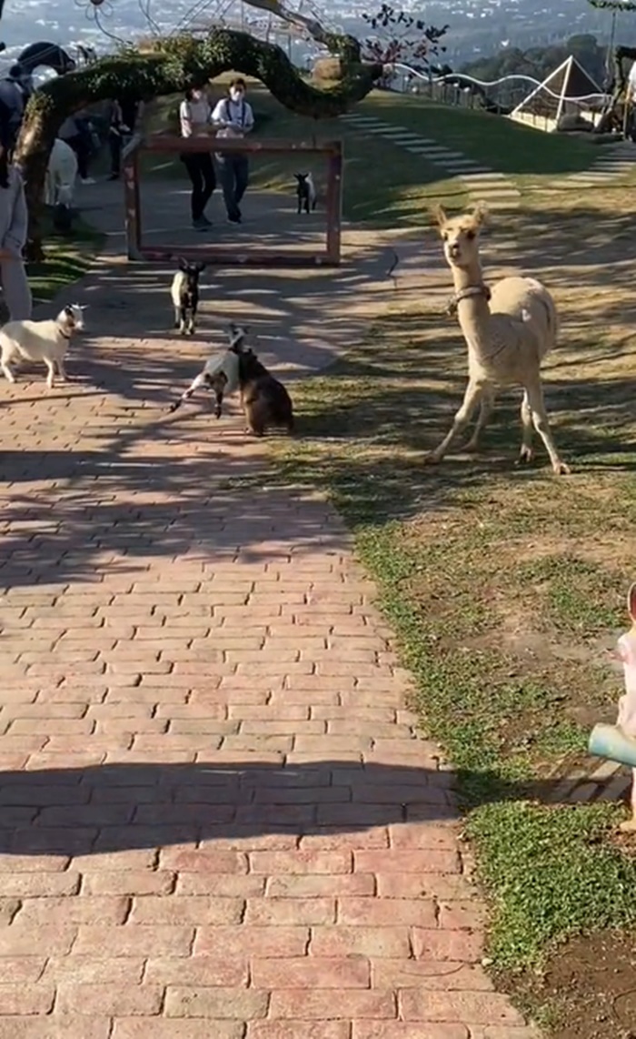 คาปิบารา