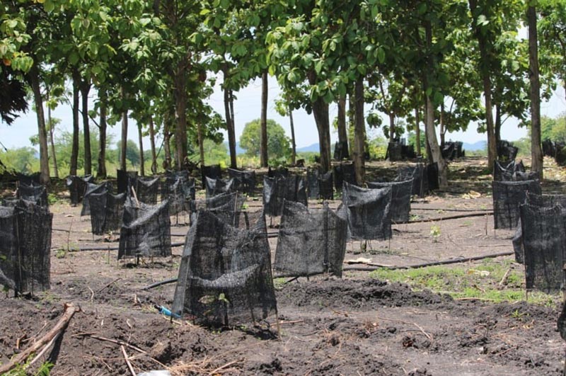 ตั๊ก บงกช