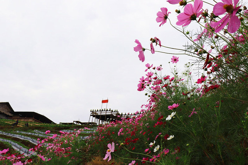 Skywalk ม่อนแจ่ม