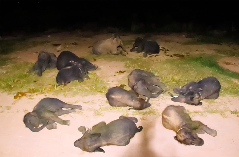 ปางช้างสวนนงนุชพัทยา