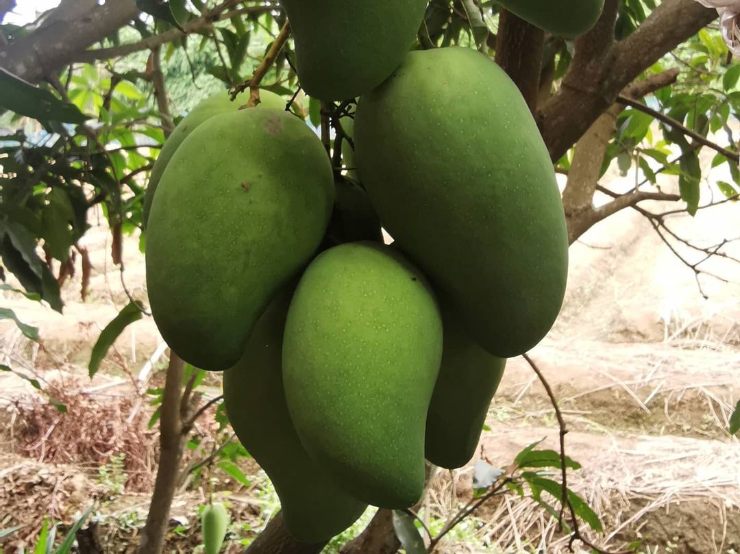 โจ๊กเกอร์ นพชัย